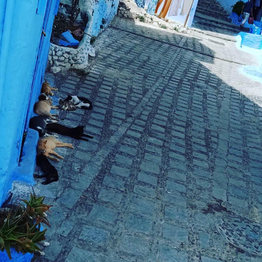 شقة Casa Mablu شفشاون المظهر الخارجي الصورة